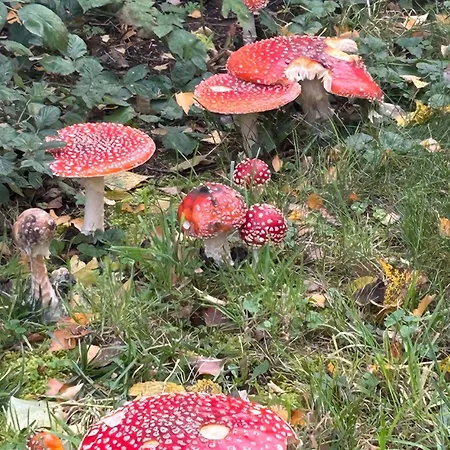 Alte Baeckerei Gnade Auf Ruegen * Sehlen