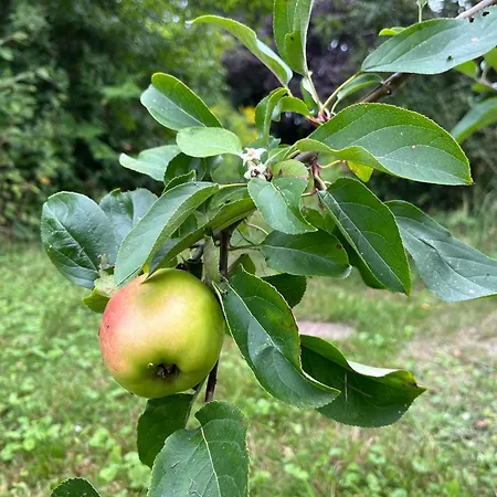 Alte Baeckerei Gnade Auf Ruegen